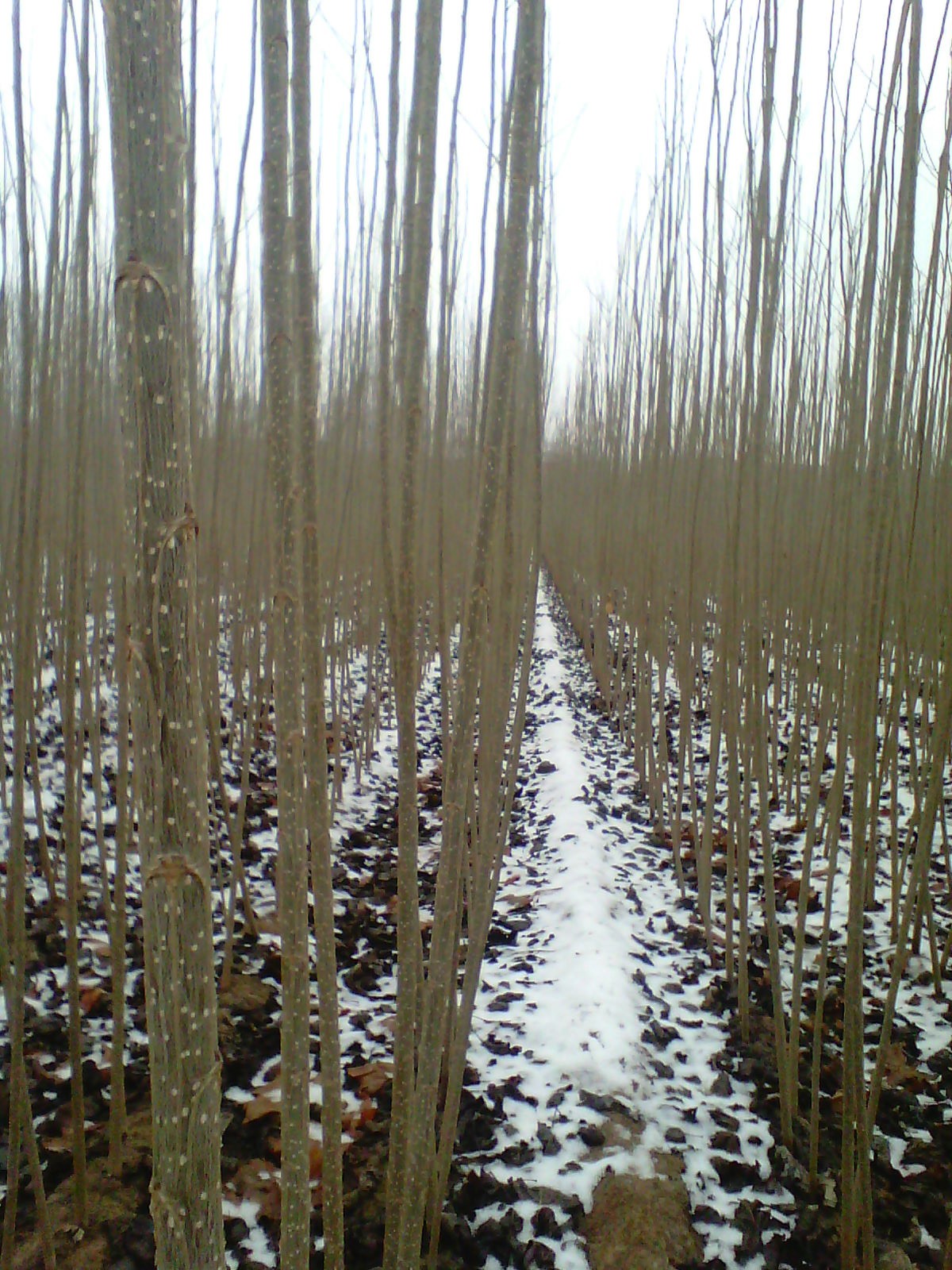 107速生杨树苗的秋季管理