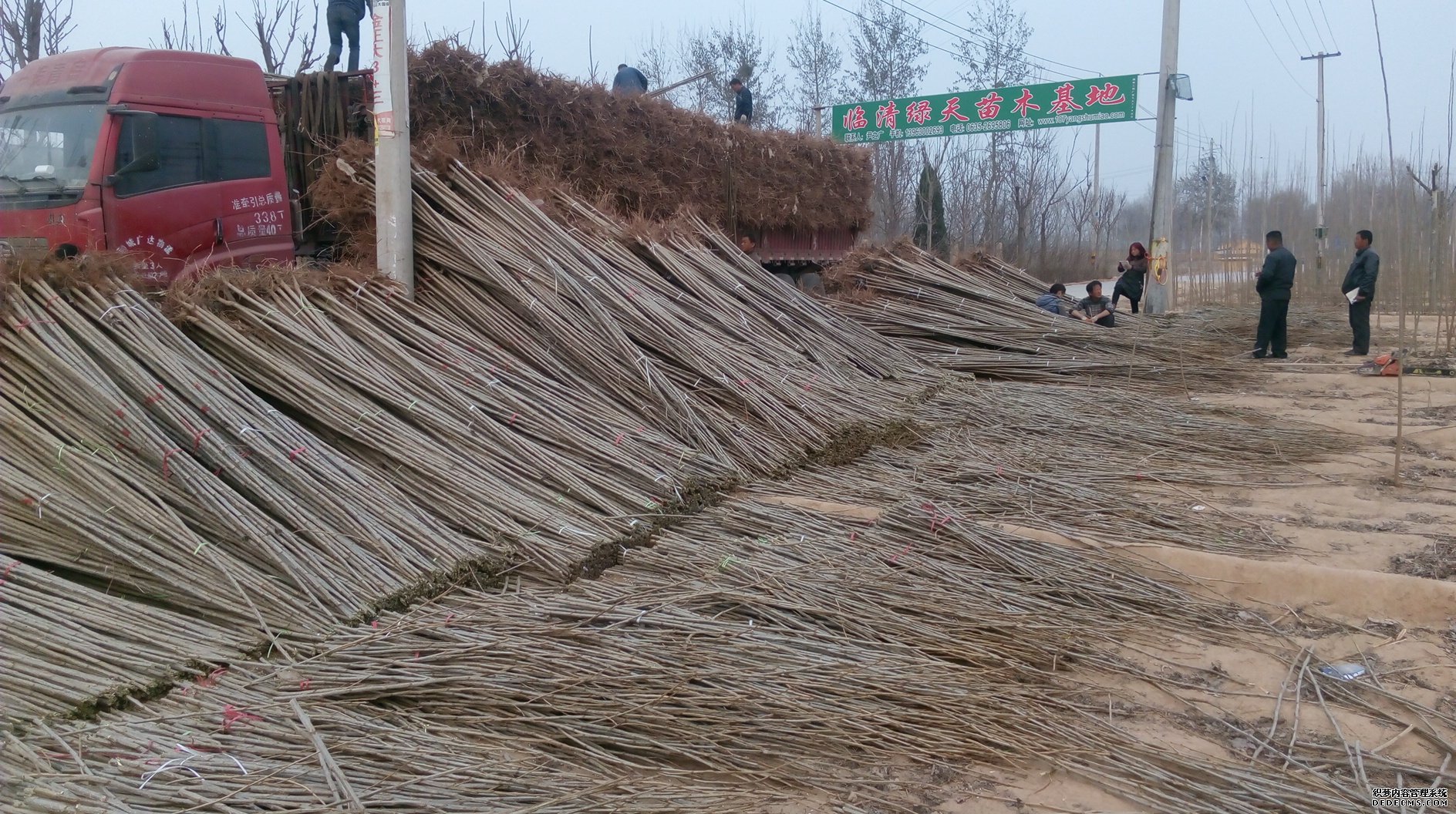 驻马店杨树苗基地图片